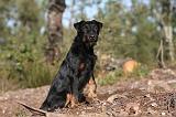 JAGDTERRIER ALLEMAND 058